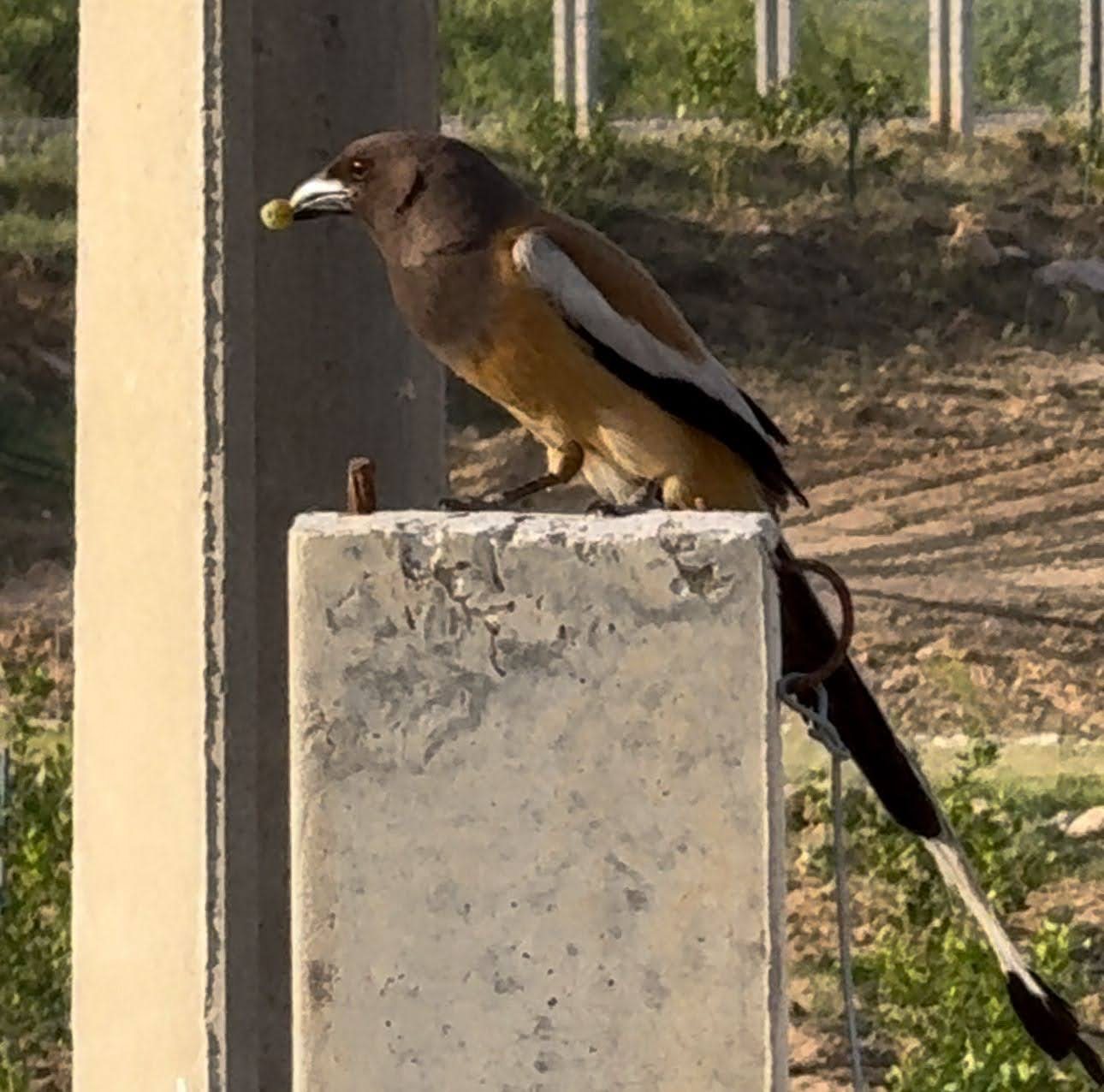 A rufous treepie on the farm