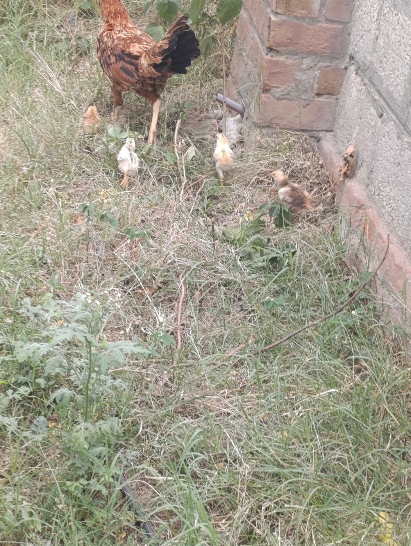 Free-range hen and chicks, Dhan Valley Farm