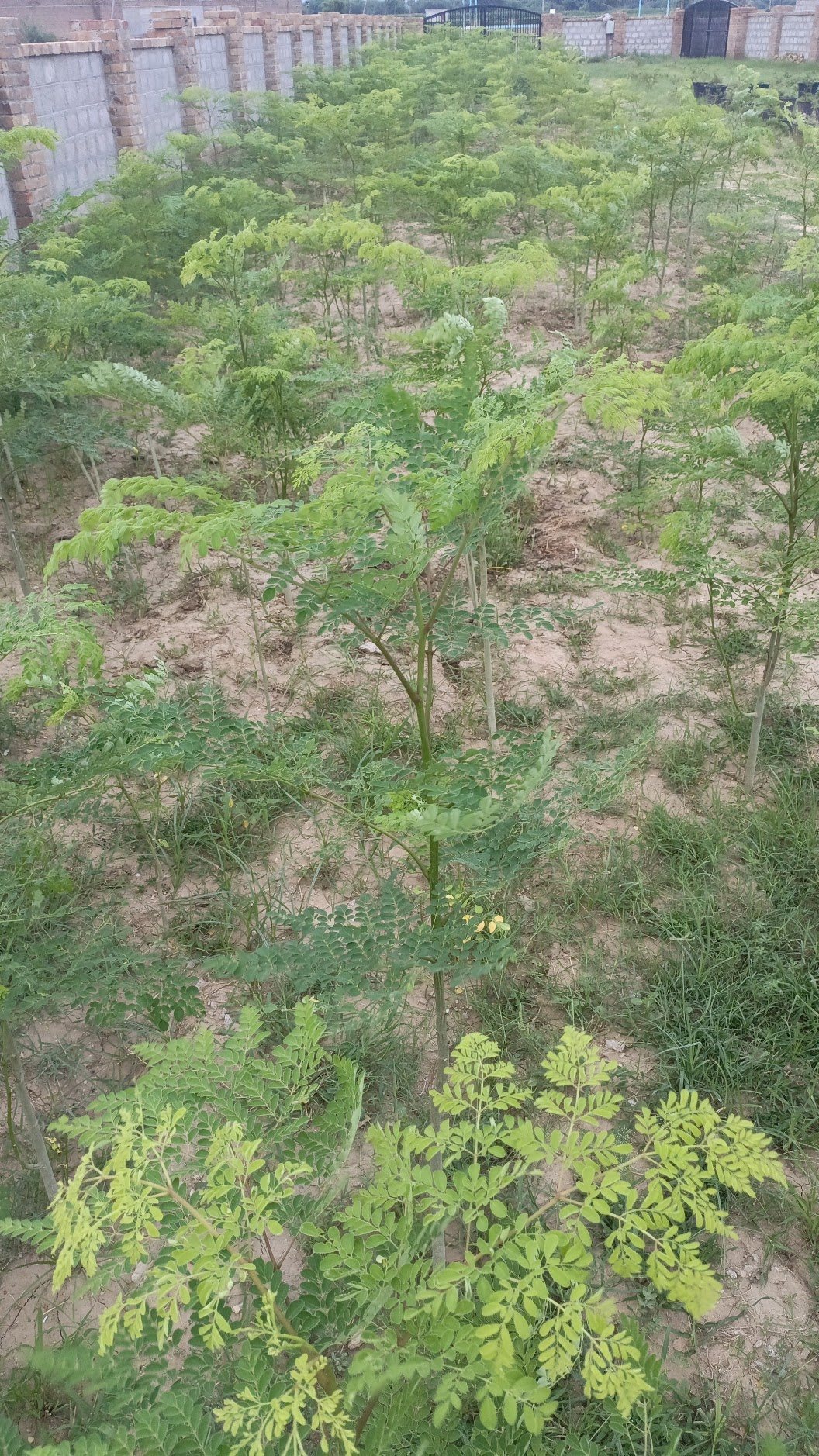 Moringa field, Dhan Valley Farm