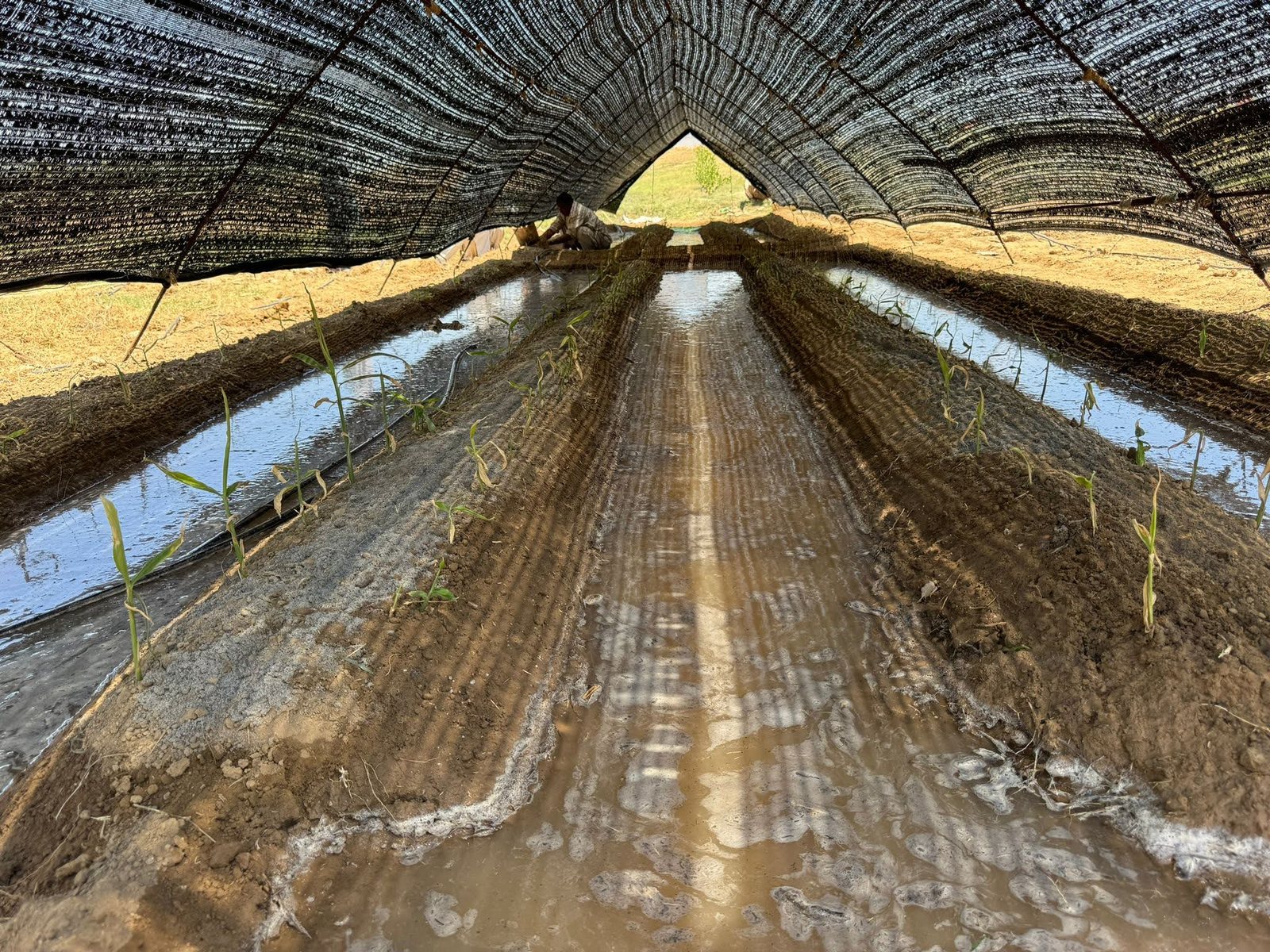 Shade-net nursery tunnel, Dhan Valley Farm