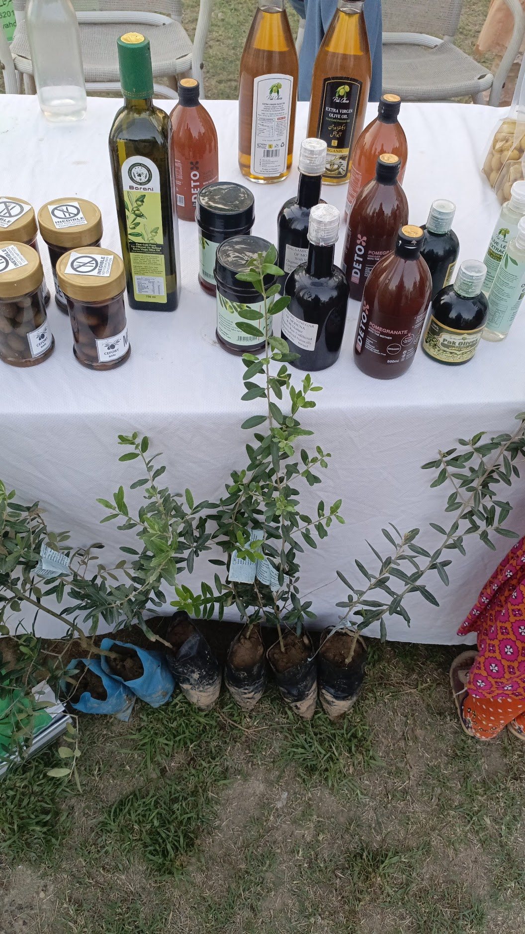 Bottled olive oil and products from the farm
