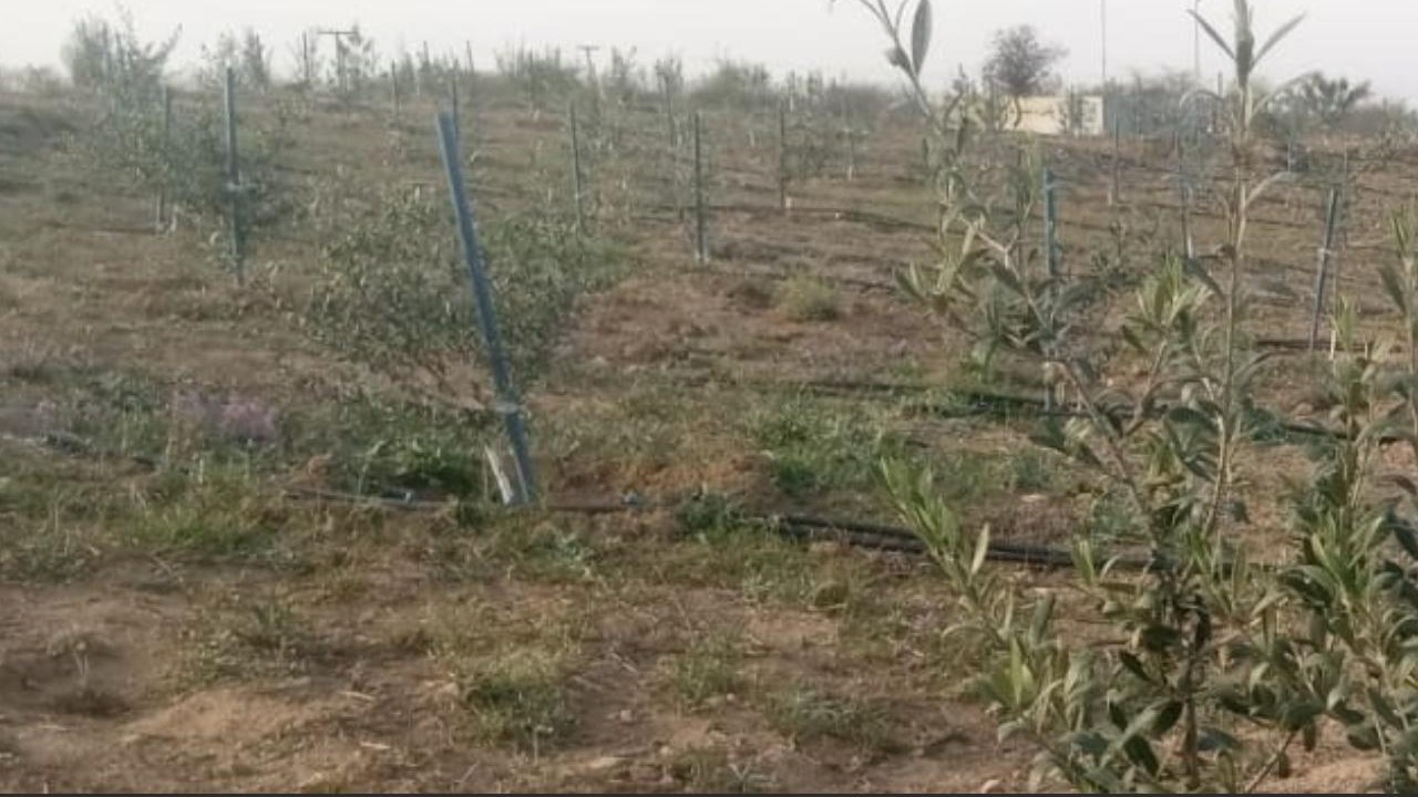 Young Chemlali olive trees on drip irrigation, Dhan Valley Farm